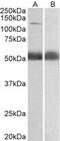 Coatomer subunit alpha antibody, MBS422997, MyBioSource, Western Blot image 