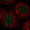 Nucleic Acid Binding Protein 1 antibody, PA5-65911, Invitrogen Antibodies, Immunofluorescence image 