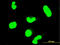 Signal Transducer And Activator Of Transcription 6 antibody, LS-B6154, Lifespan Biosciences, Immunofluorescence image 