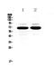 Mammalian branch point-binding protein antibody, A01009, Boster Biological Technology, Western Blot image 