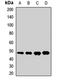 Era Like 12S Mitochondrial RRNA Chaperone 1 antibody, LS-C668285, Lifespan Biosciences, Western Blot image 