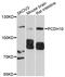 Protocadherin 10 antibody, abx136060, Abbexa, Western Blot image 