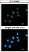 Paired Box 8 antibody, GTX101583, GeneTex, Immunofluorescence image 