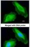 DEAD-Box Helicase 3 Y-Linked antibody, PA5-22050, Invitrogen Antibodies, Immunofluorescence image 