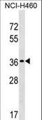 TP53 Target 5 antibody, LS-C157246, Lifespan Biosciences, Western Blot image 