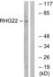 Rho GTPase-activating protein 22 antibody, LS-C120327, Lifespan Biosciences, Western Blot image 