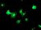 Transmembrane P24 Trafficking Protein 1 antibody, NBP2-01277, Novus Biologicals, Immunofluorescence image 