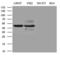 Basic Leucine Zipper Nuclear Factor 1 antibody, LS-C794841, Lifespan Biosciences, Western Blot image 