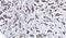 Mitogen-Activated Protein Kinase Kinase 2 antibody, GTX102198, GeneTex, Immunohistochemistry paraffin image 
