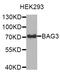 BCL2 Associated Athanogene 3 antibody, STJ29553, St John