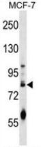 Germ Cell Nuclear Acidic Peptidase antibody, AP50060PU-N, Origene, Western Blot image 