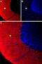 Potassium Voltage-Gated Channel Modifier Subfamily S Member 3 antibody, PA5-77644, Invitrogen Antibodies, Immunohistochemistry frozen image 