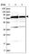 Signal Recognition Particle 72 antibody, HPA034621, Atlas Antibodies, Western Blot image 