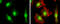Kinesin Family Member 23 antibody, GTX120875, GeneTex, Immunocytochemistry image 