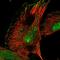 Ribonuclease P/MRP Subunit P30 antibody, HPA037578, Atlas Antibodies, Immunofluorescence image 