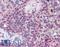 Karyopherin Subunit Beta 1 antibody, LS-B2533, Lifespan Biosciences, Immunohistochemistry paraffin image 