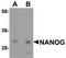 Nanog Homeobox antibody, TA306915, Origene, Western Blot image 