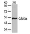 Glycogen Synthase Kinase 3 Alpha antibody, GTX50368, GeneTex, Western Blot image 