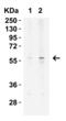 Kringle Containing Transmembrane Protein 2 antibody, 7263, ProSci, Western Blot image 