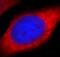 Dishevelled Segment Polarity Protein 2 antibody, FNab02573, FineTest, Immunofluorescence image 