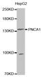 Palladin, Cytoskeletal Associated Protein antibody, LS-C335582, Lifespan Biosciences, Western Blot image 