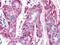 Fyn Related Src Family Tyrosine Kinase antibody, MA5-15425, Invitrogen Antibodies, Immunohistochemistry frozen image 
