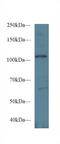 Ephrin type-A receptor 1 antibody, LS-C293773, Lifespan Biosciences, Western Blot image 