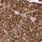 Niban Apoptosis Regulator 1 antibody, PA5-55783, Invitrogen Antibodies, Immunohistochemistry frozen image 