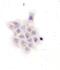 Glutamate Decarboxylase 1 antibody, PA1036-1, Boster Biological Technology, Immunocytochemistry image 