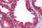 Coronin 1B antibody, MBS245953, MyBioSource, Immunohistochemistry frozen image 