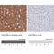 Family With Sequence Similarity 155 Member A antibody, NBP1-90982, Novus Biologicals, Immunohistochemistry paraffin image 