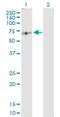 Transcription factor E2F2 antibody, H00001870-D01P, Novus Biologicals, Western Blot image 