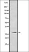 Nuclear Receptor Interacting Protein 3 antibody, orb378351, Biorbyt, Western Blot image 