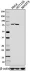 Component Of Inhibitor Of Nuclear Factor Kappa B Kinase Complex antibody, 621401, BioLegend, Western Blot image 
