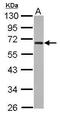 Zinc Finger Protein 215 antibody, PA5-30243, Invitrogen Antibodies, Western Blot image 