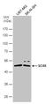 SRY-Box 8 antibody, PA5-78487, Invitrogen Antibodies, Western Blot image 