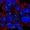 Solute Carrier Family 6 Member 15 antibody, HPA008609, Atlas Antibodies, Immunofluorescence image 