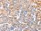 Tripartite Motif Containing 14 antibody, MBS2526476, MyBioSource, Immunohistochemistry frozen image 