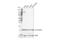 Beta-2-Microglobulin antibody, 59035S, Cell Signaling Technology, Western Blot image 