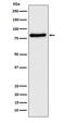 TLE Family Member 1, Transcriptional Corepressor antibody, M02460, Boster Biological Technology, Western Blot image 