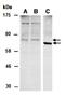 OATP1 antibody, orb67249, Biorbyt, Western Blot image 