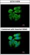 P21 (RAC1) Activated Kinase 1 antibody, GTX111076, GeneTex, Immunocytochemistry image 