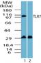 Toll Like Receptor 7 antibody, NBP2-24767, Novus Biologicals, Western Blot image 