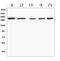 SWI/SNF Related, Matrix Associated, Actin Dependent Regulator Of Chromatin, Subfamily A, Member 2 antibody, A01888-2, Boster Biological Technology, Western Blot image 