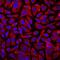 Calcium Activated Nucleotidase 1 antibody, MAB6720, R&D Systems, Immunocytochemistry image 