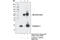 Complexin 1 antibody, 17700S, Cell Signaling Technology, Immunoprecipitation image 