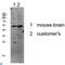 p53 antibody, LS-C813482, Lifespan Biosciences, Western Blot image 
