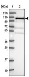 KRI1 Homolog antibody, PA5-60423, Invitrogen Antibodies, Western Blot image 