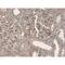 Fibronectin 1 antibody, IQ417, Immuquest, Immunohistochemistry paraffin image 
