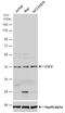 Upstream Transcription Factor 2, C-Fos Interacting antibody, PA5-78217, Invitrogen Antibodies, Western Blot image 